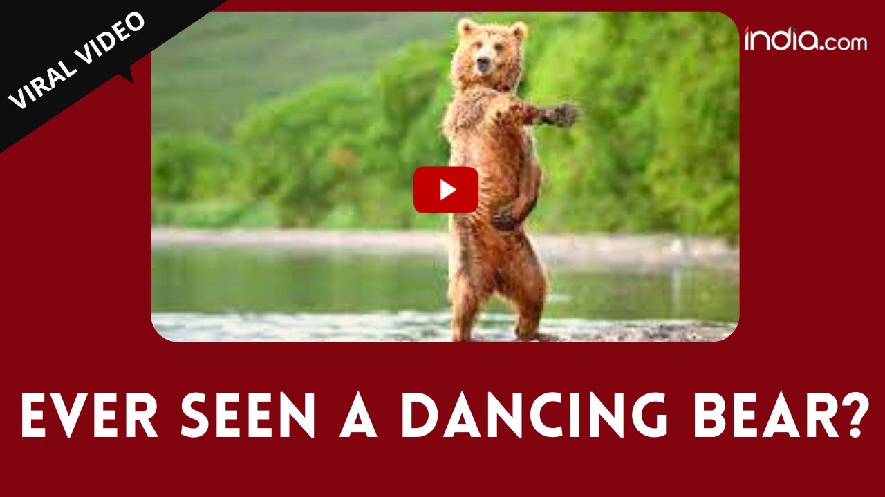 chris crosland recommends videos dancing bear pic